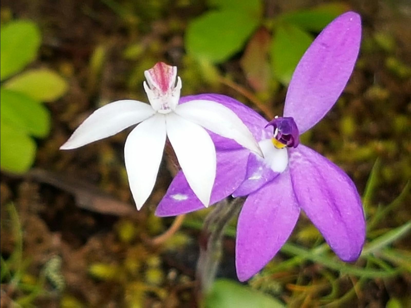 Orchids in October