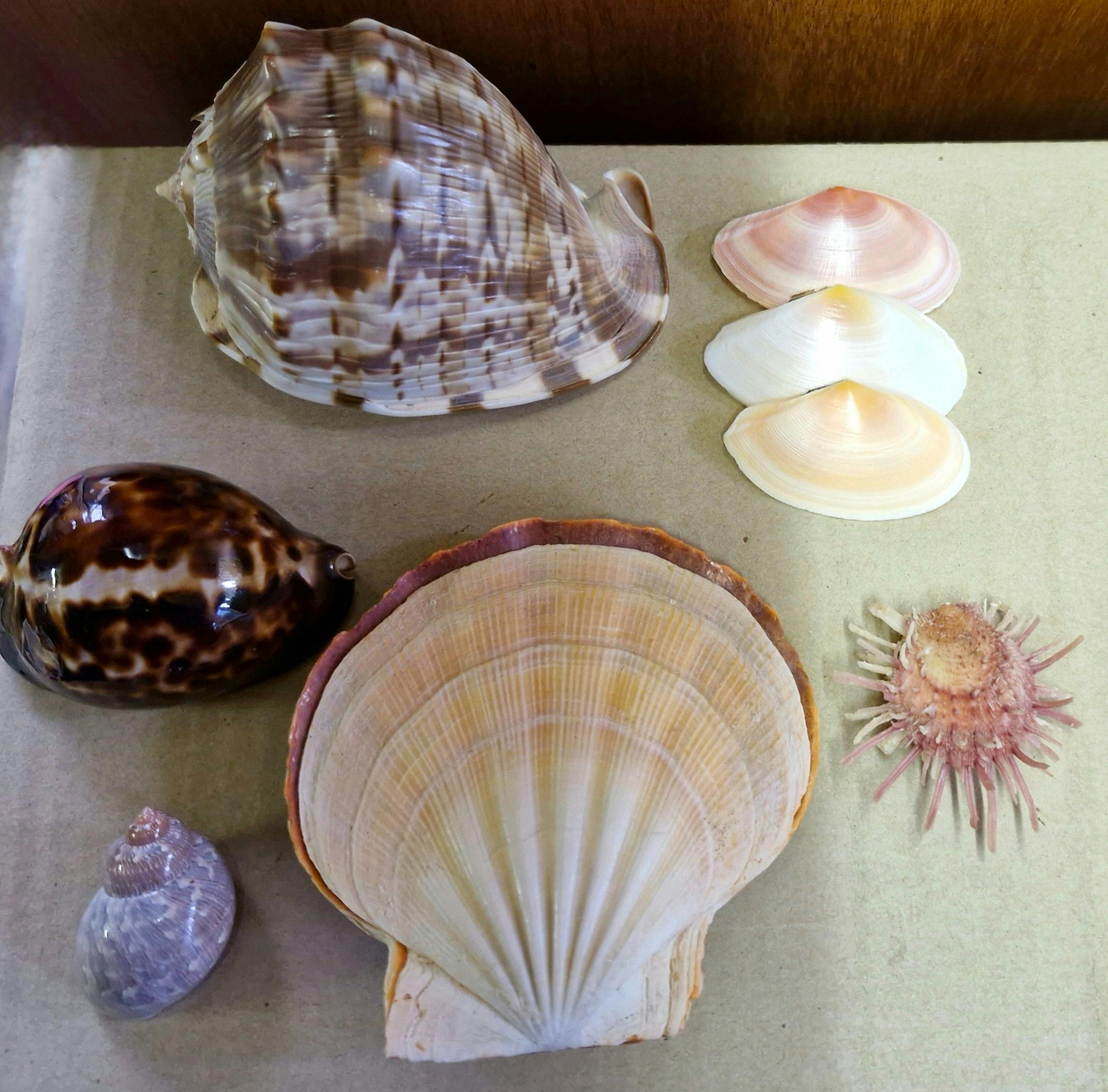 18th National Shell Show 2025