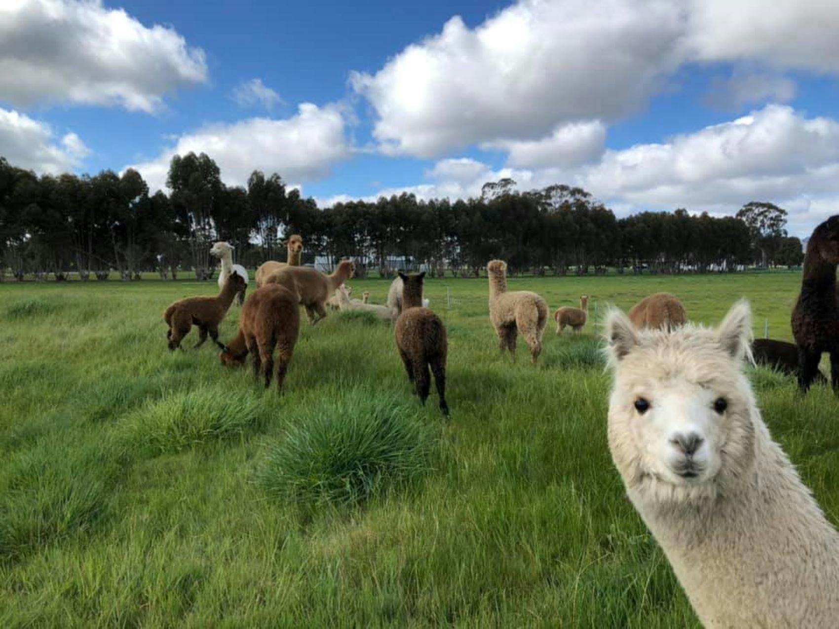 Rosehaven Farms