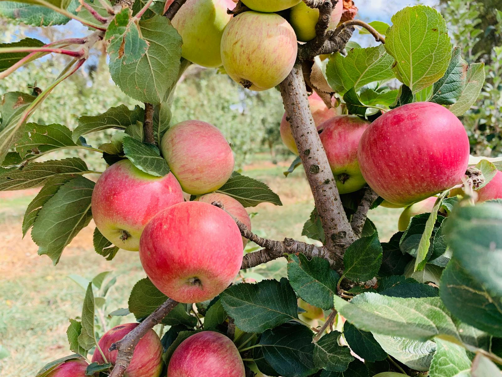 Image for Hands On Cider Making Classes