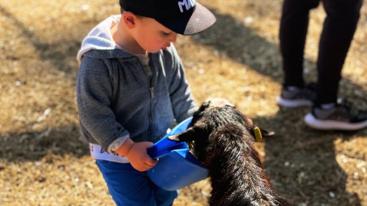 child feeding baby goat