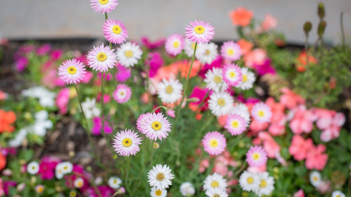Seaside Daisies