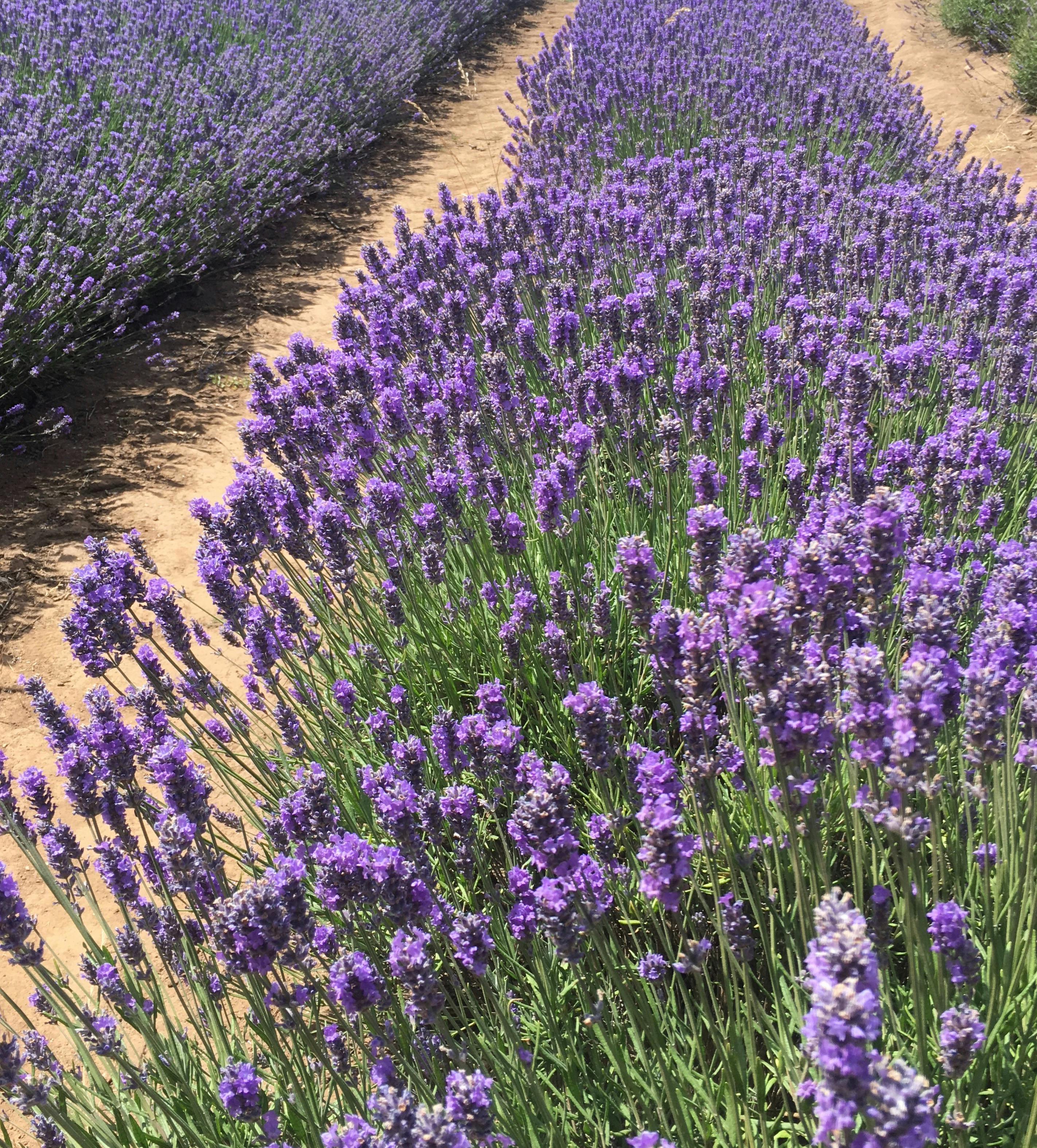 Bridestowe Lavender Farm