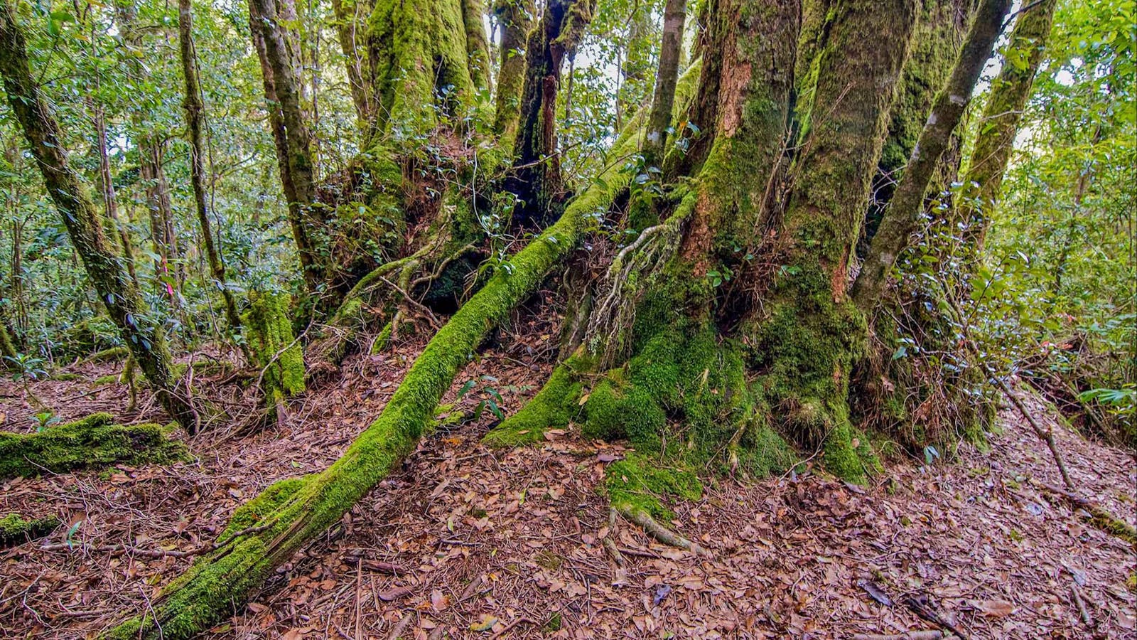 Falcorostrum Loop Walking Track