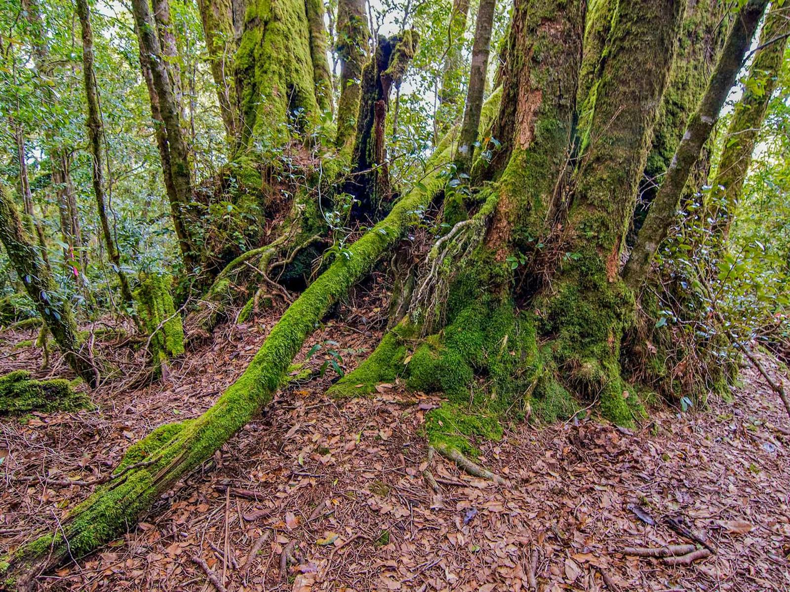 Falcorostrum loop walking track, Border Ranges National Park. Photo: John Spencer
