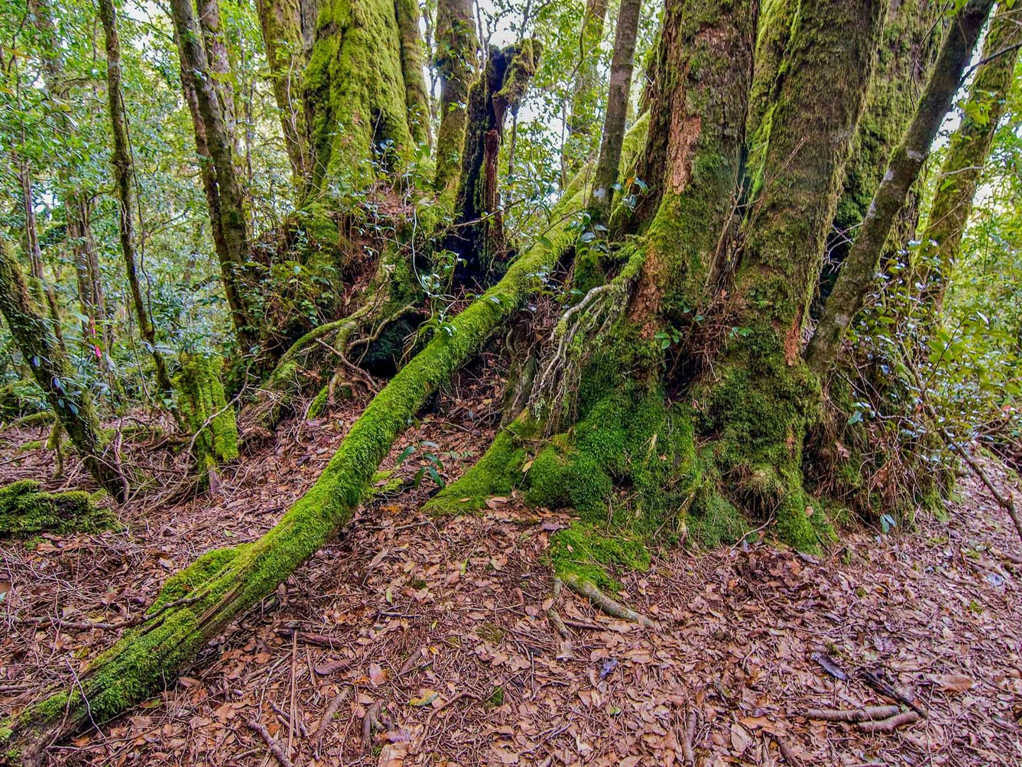 Falcorostrum Loop Walking Track 