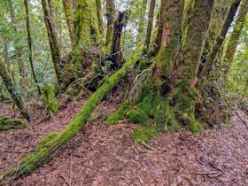 Falcorostrum Loop Walking Track