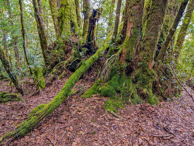 Falcorostrum loop walking track, Border Ranges National Park. Photo: John Spencer