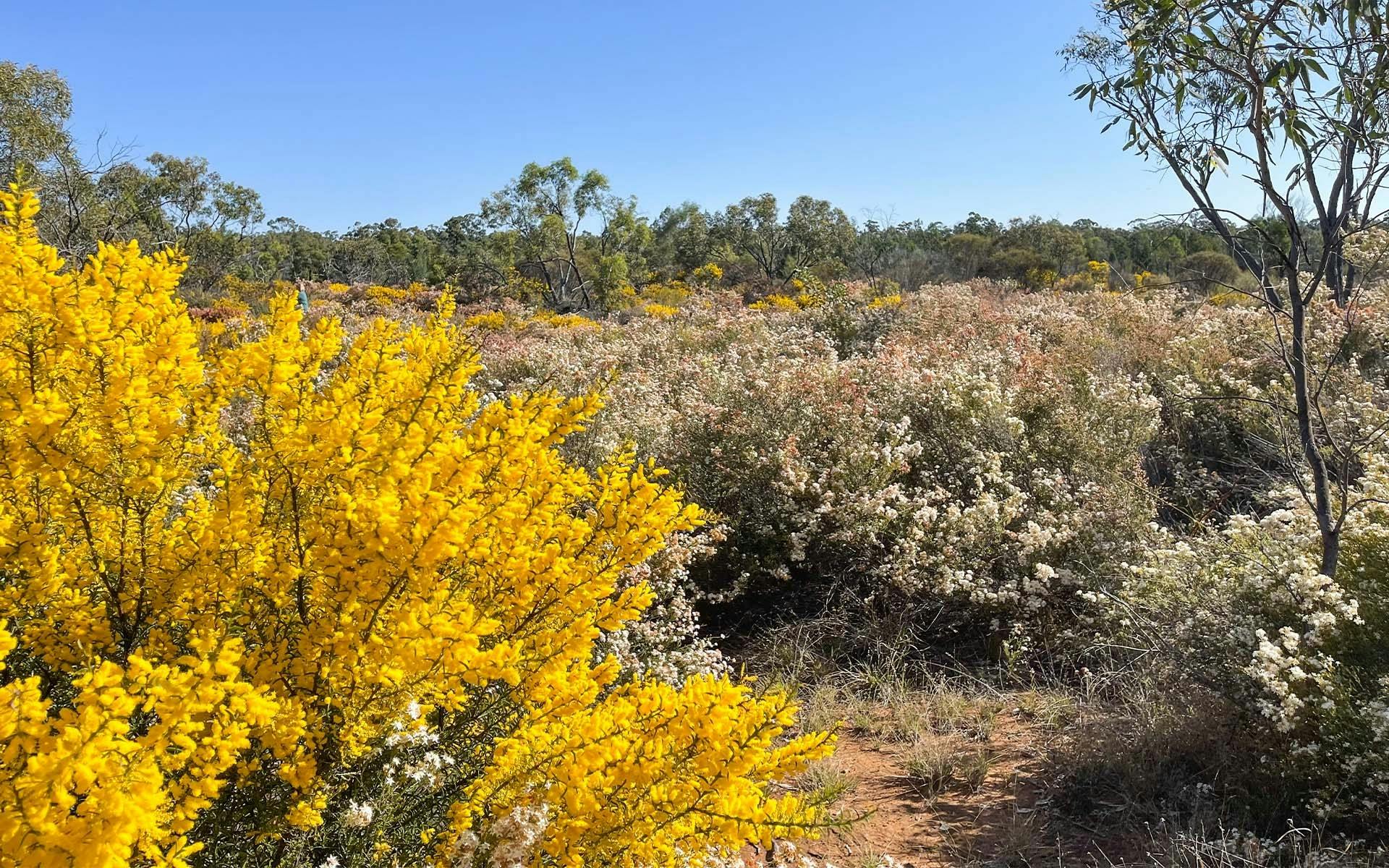 Yellow flowers native to the region