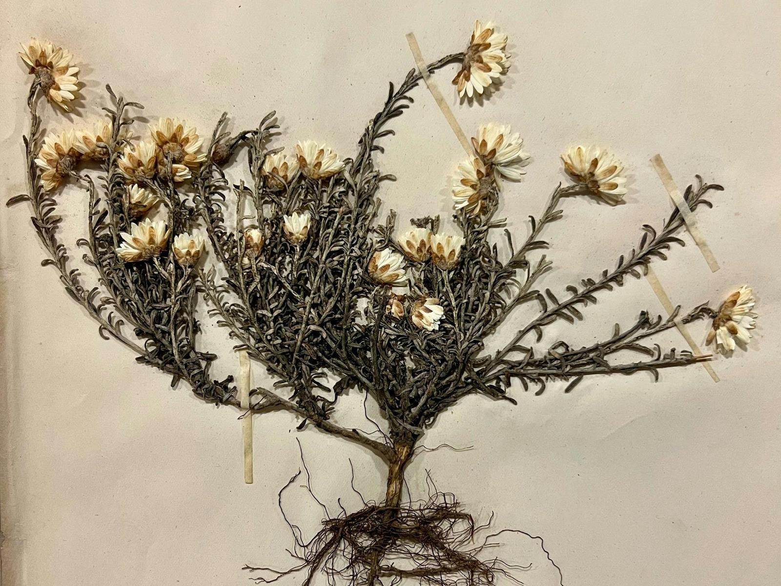 Arresting the Ephemeral: The Beautiful Usefulness of a Victorian Herbarium