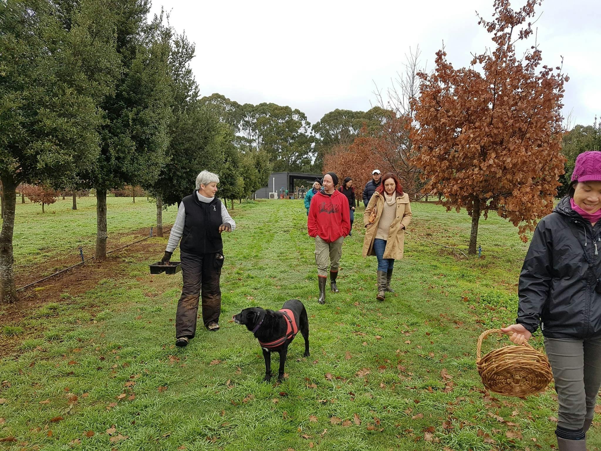 Truffle Hunts