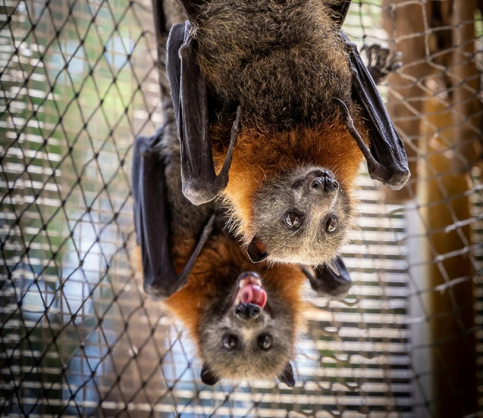 Ranger Red's Zoo & Conservation Park