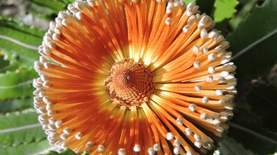 banksia ericifolia