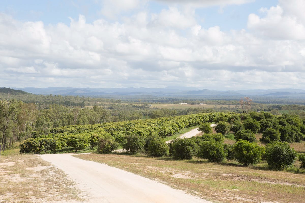 Green shrubs and rollin farmland in Mareeba, Tropical North Queensland.