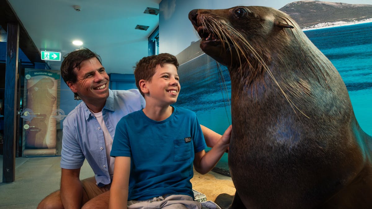 Seal Photo opportunity at SEA LIFE Sunshine Coast