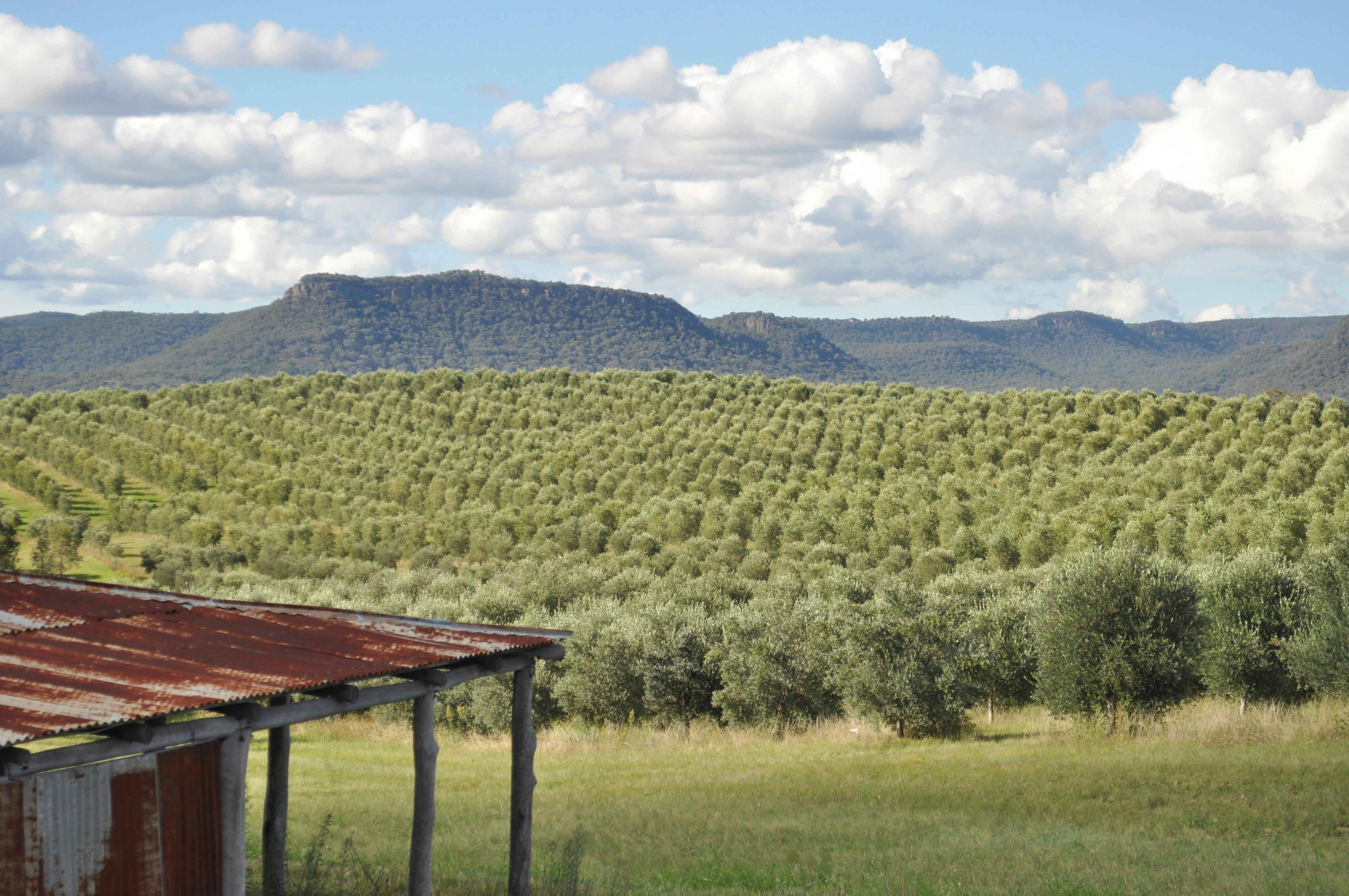 Rylstone Olive Press - back shed