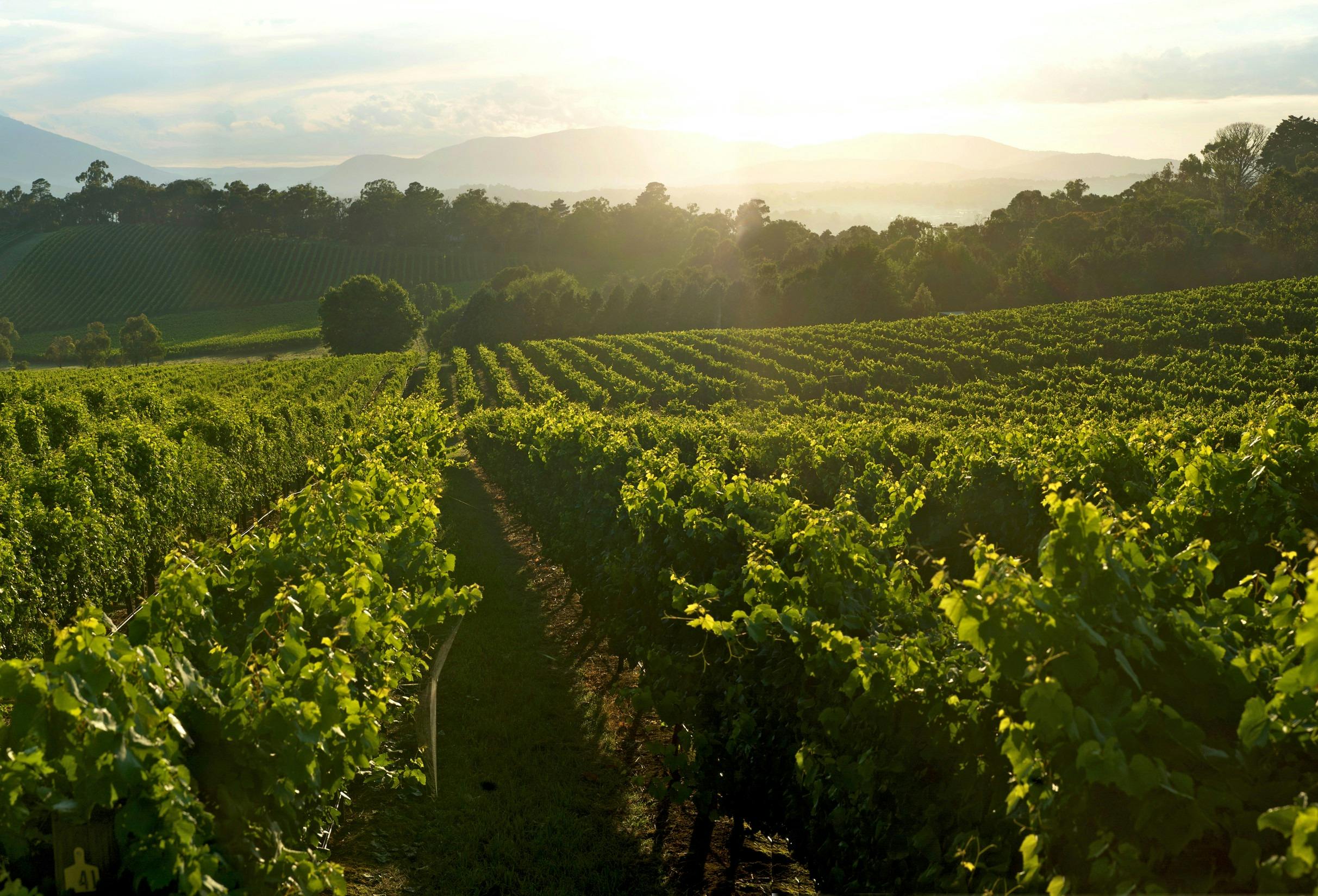 Autopia Tours - Discover the Yarra Valley Winery Tour