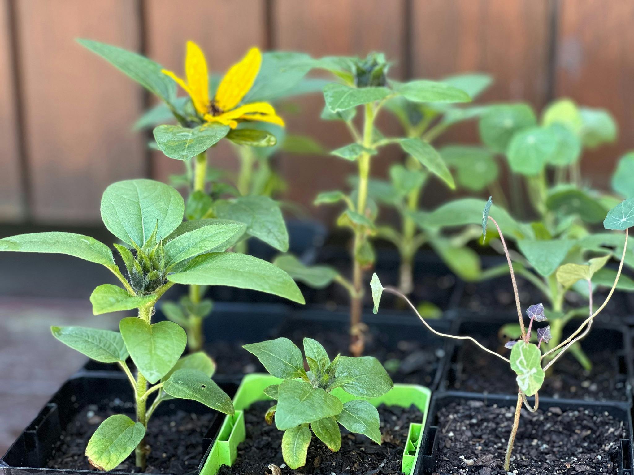 Seedlings tray close up