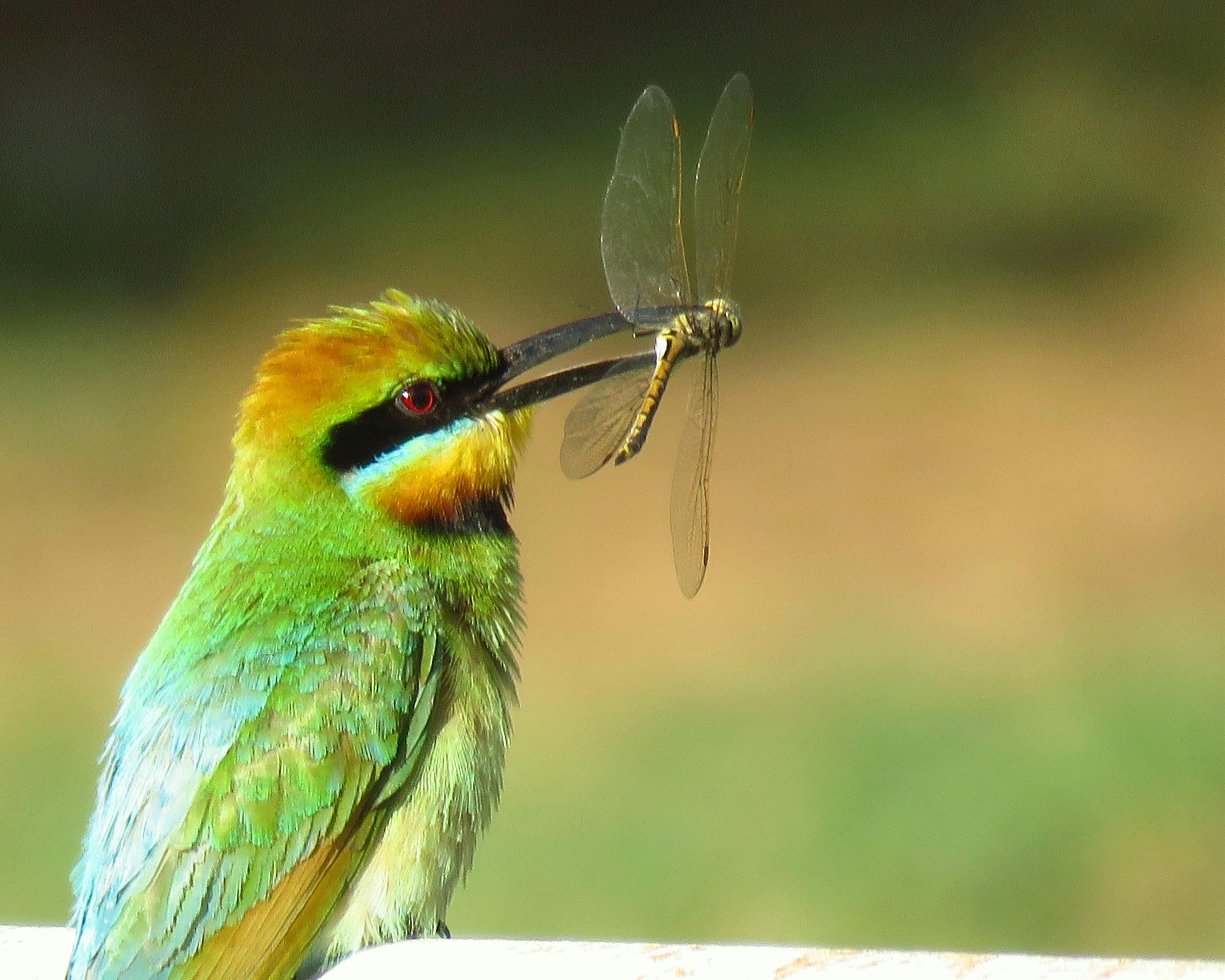 Rainbow Bee-eater Company Dam birds