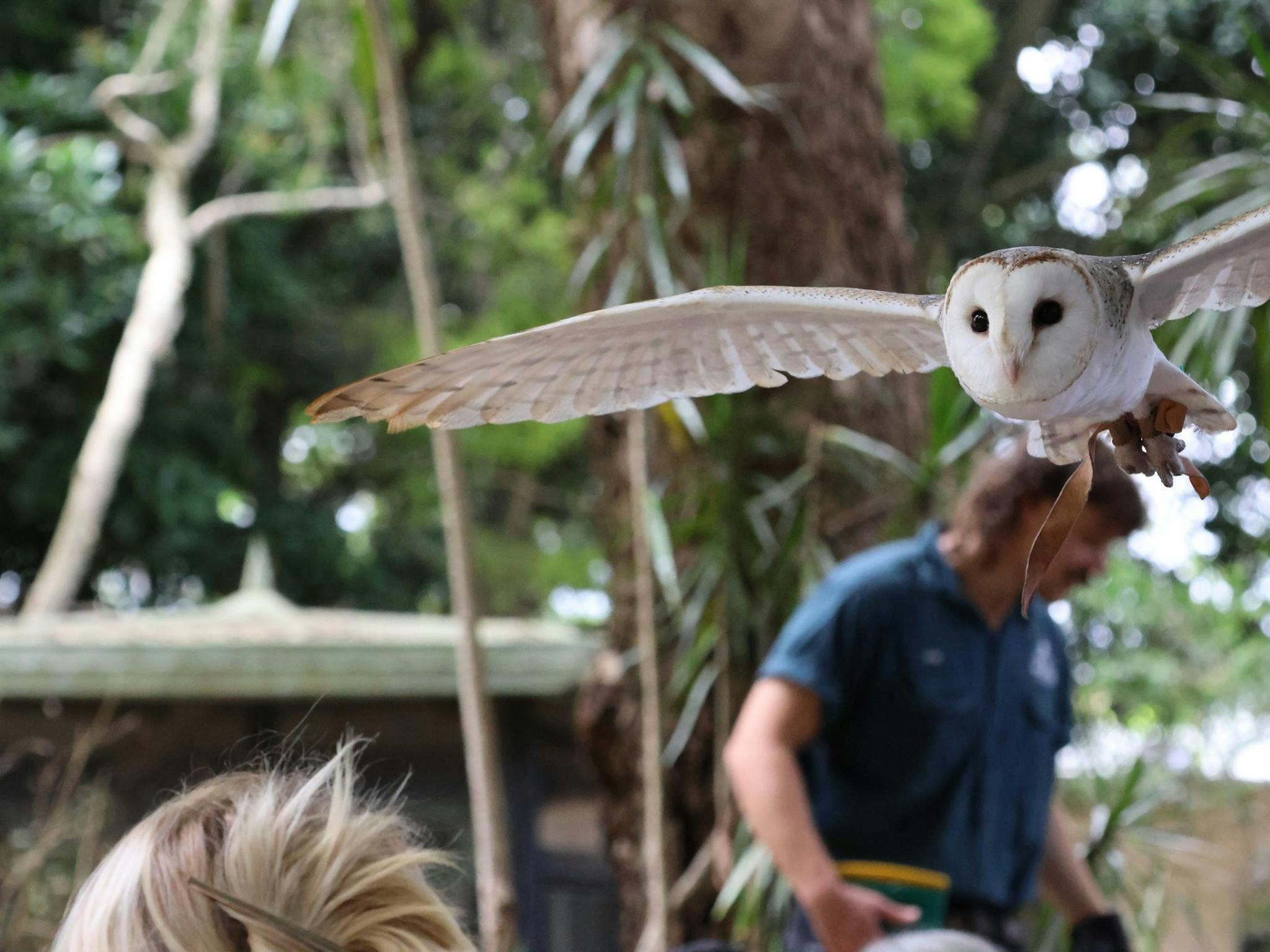 Free Flight Birds Presentation at The Byron Bay Wildlife Sanctuary
