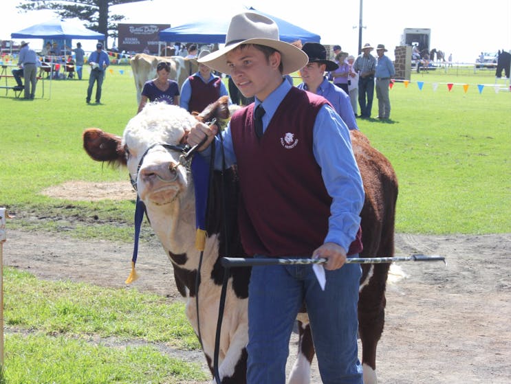 Cattle Section