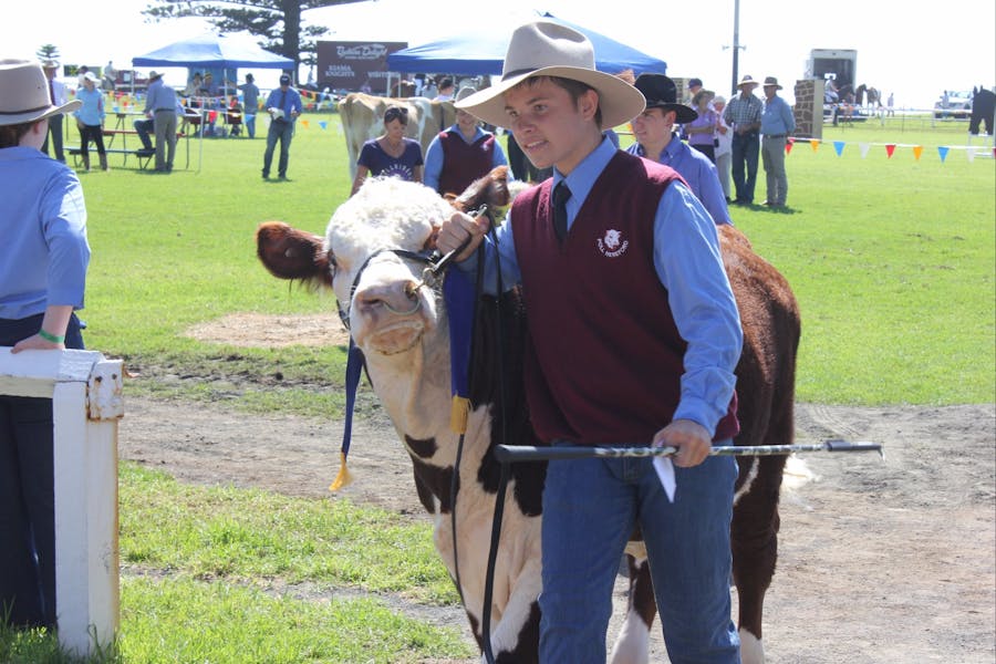 Cattle Section