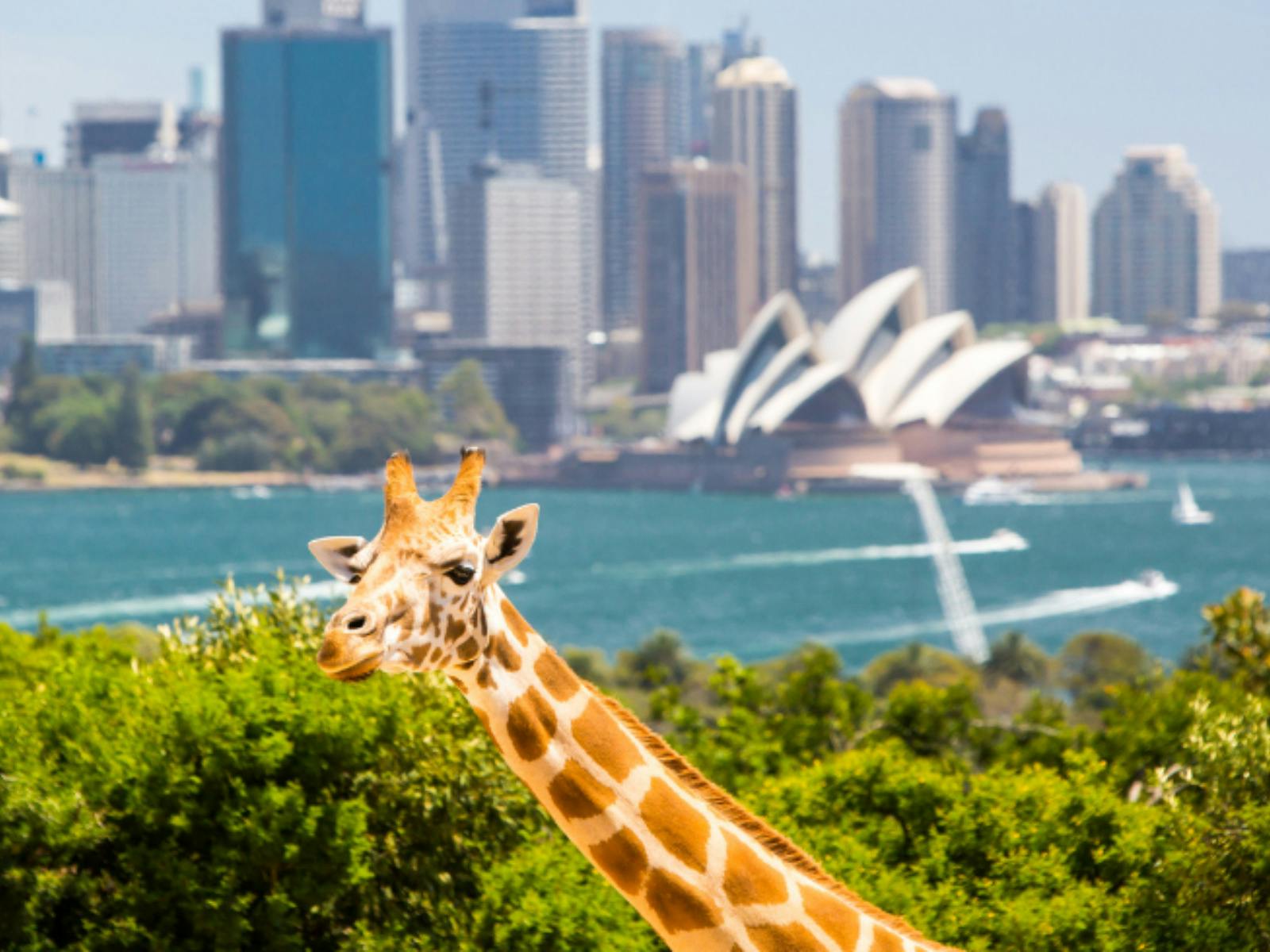 Sydney Wildlife Tour