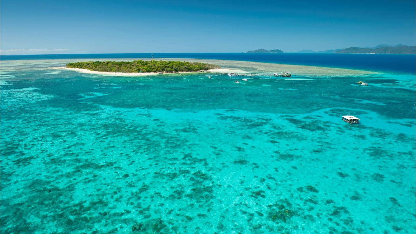Great Barrier Reef Green Island Big Cat