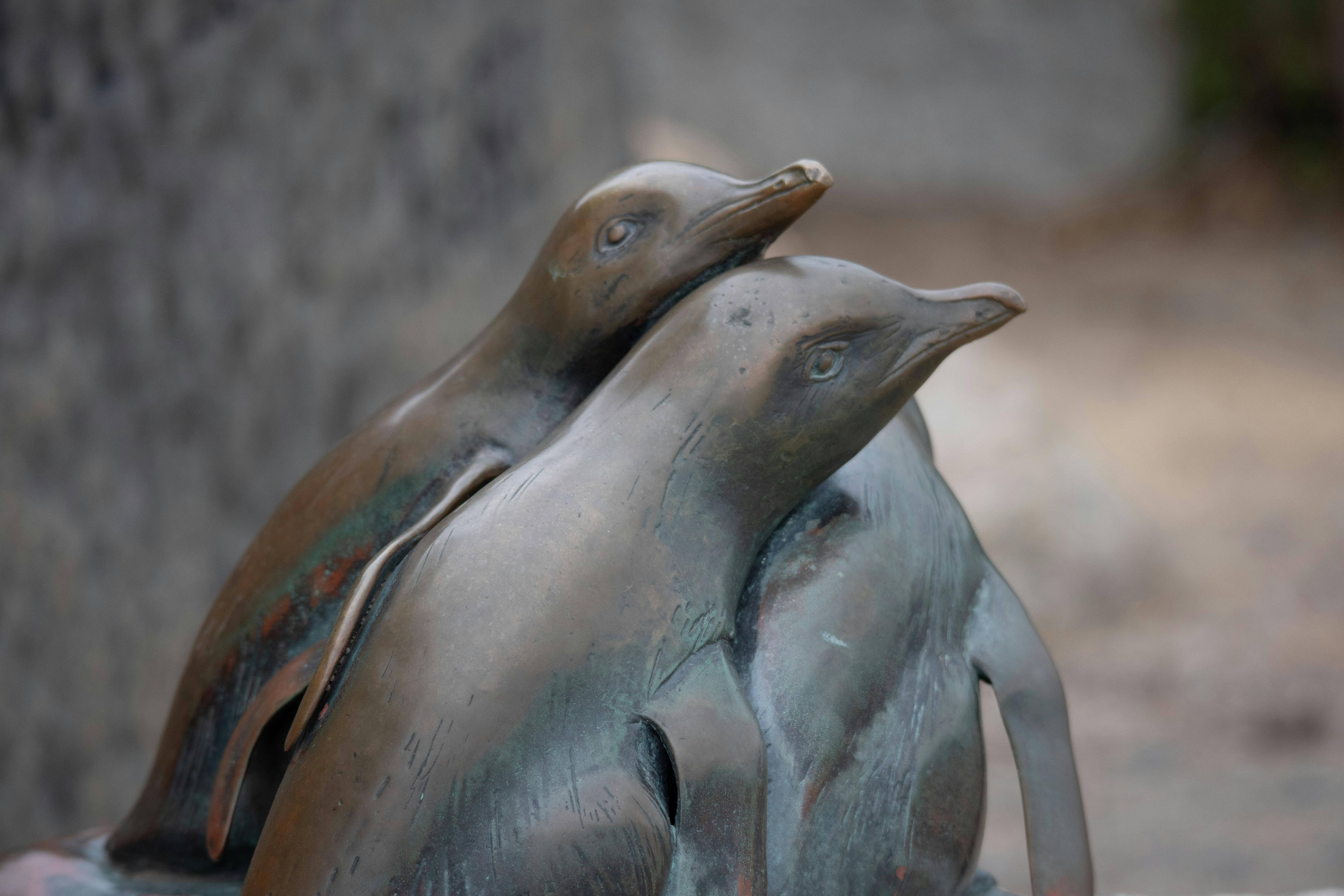 Fairy Penguins on Granite Island