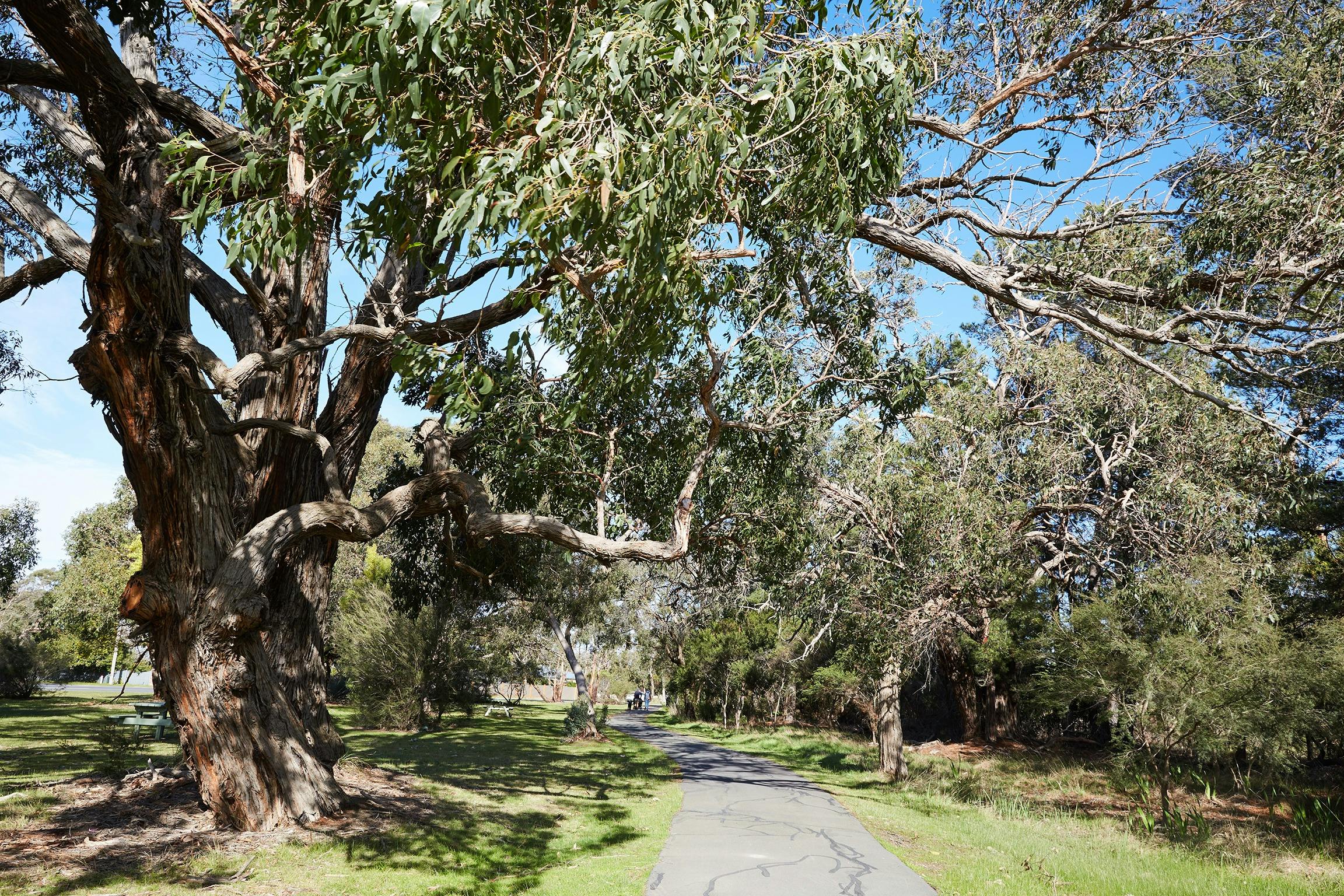 Somers Trail - Cycling (part of the Western Port Bay Trail)