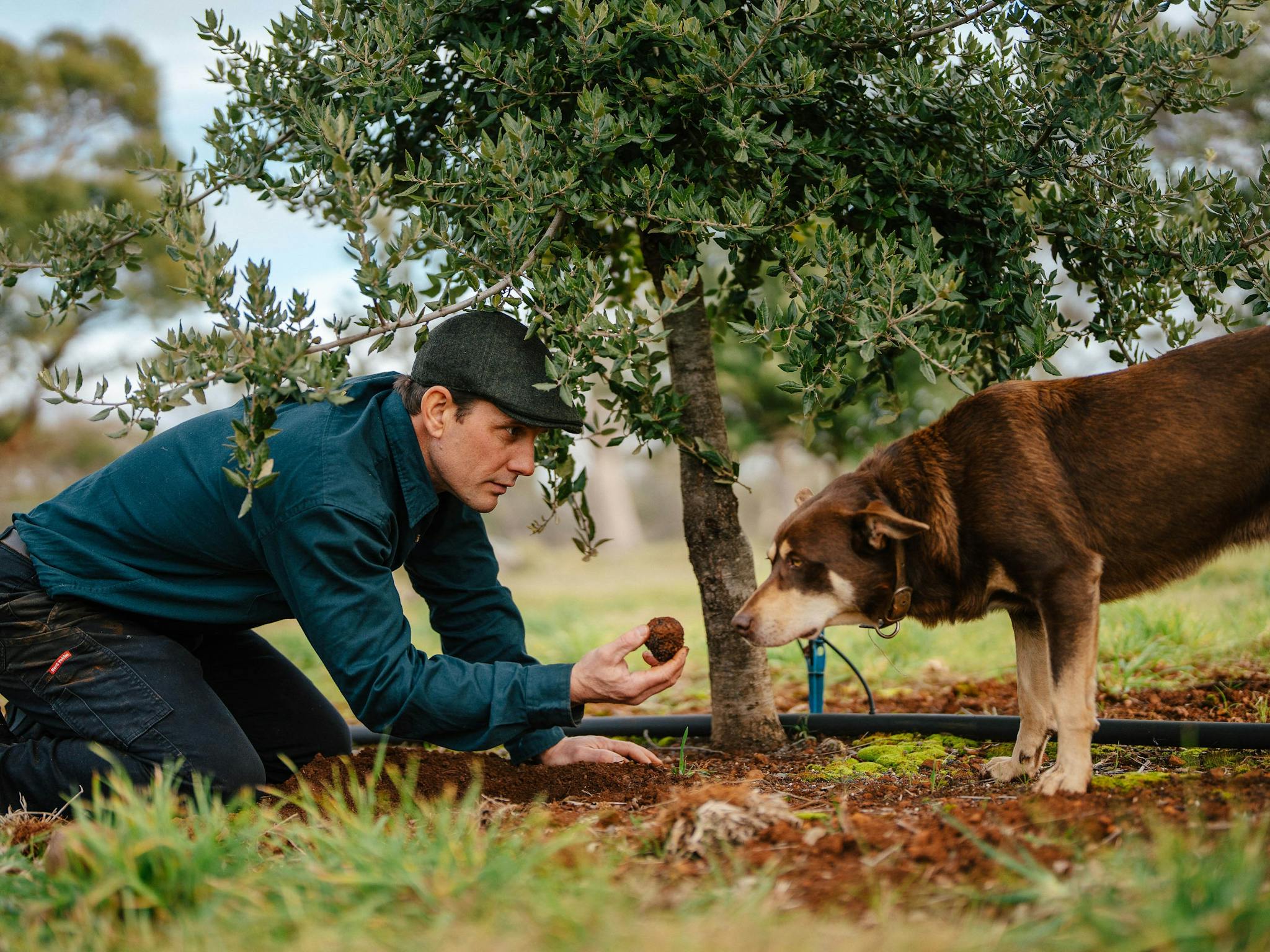 A person and dog hunts for truffles.