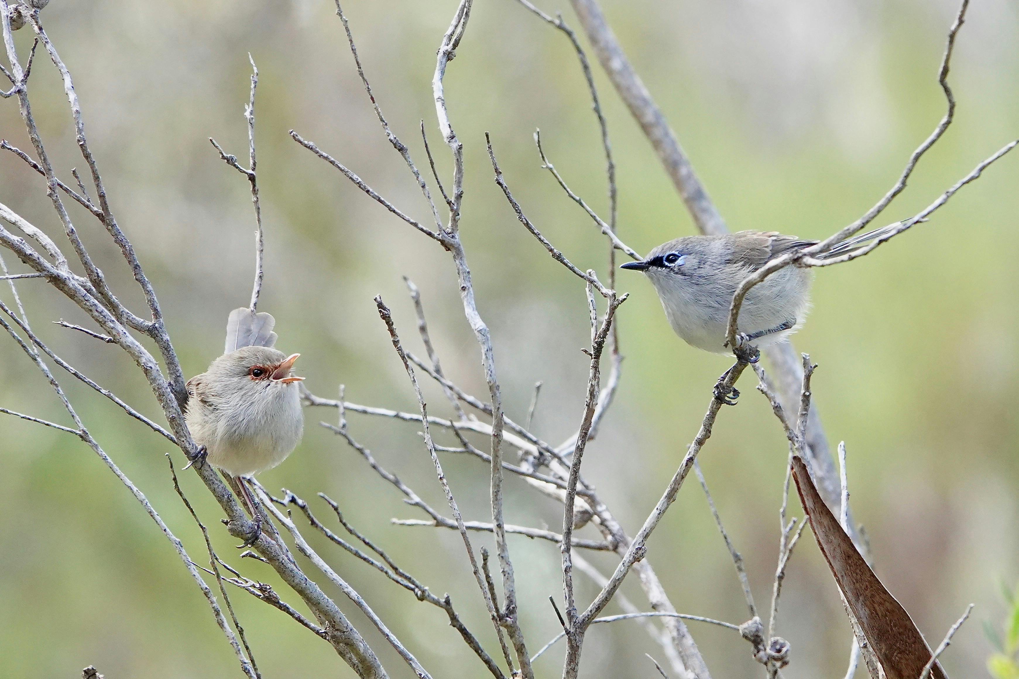 Wrens