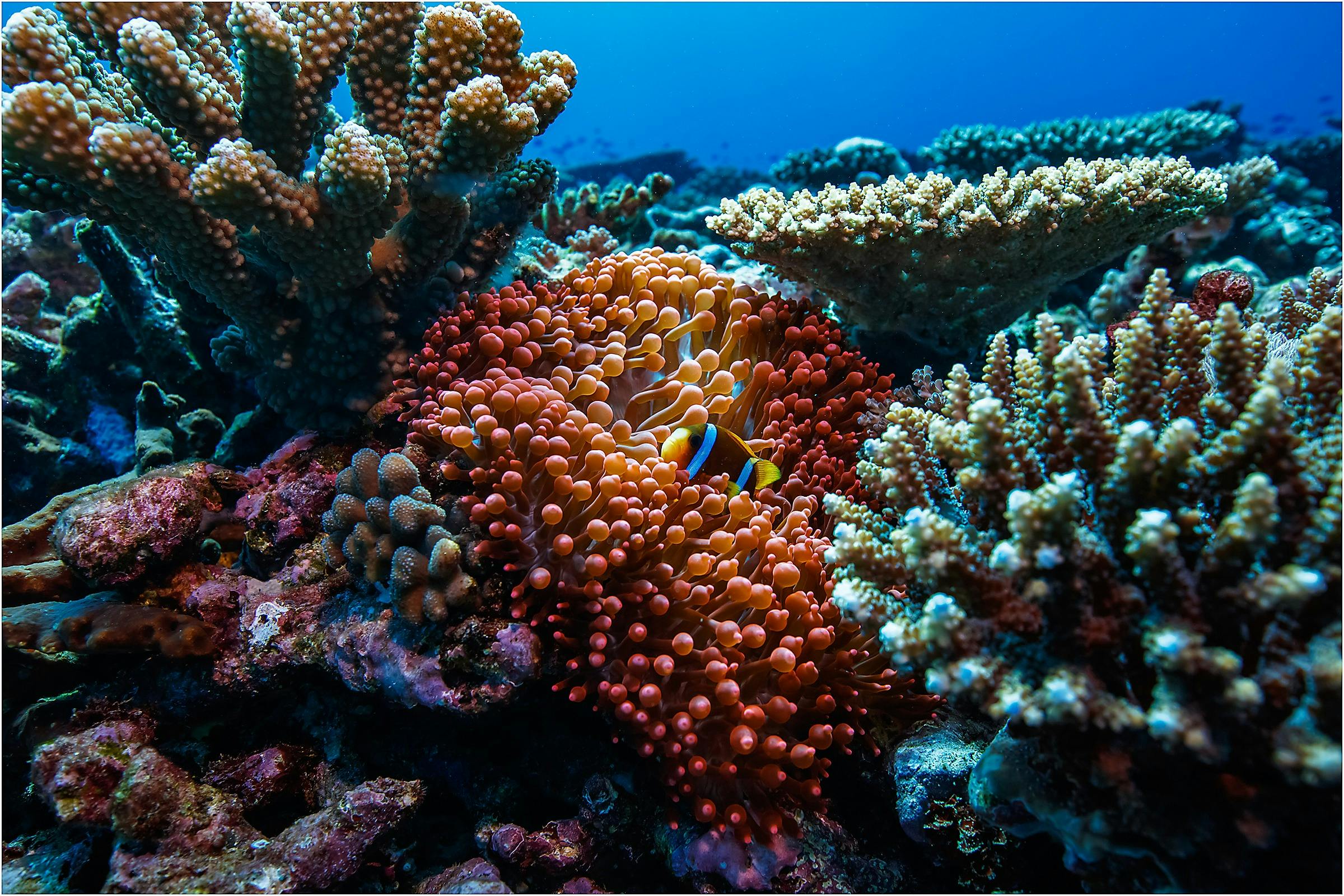 Adventure Outer Reef Double Dive Experience