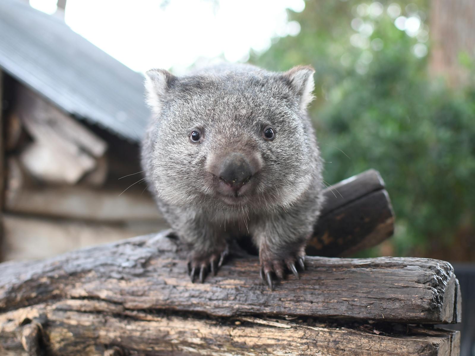 Wombat on a log