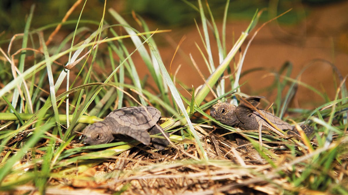 Hatchlings