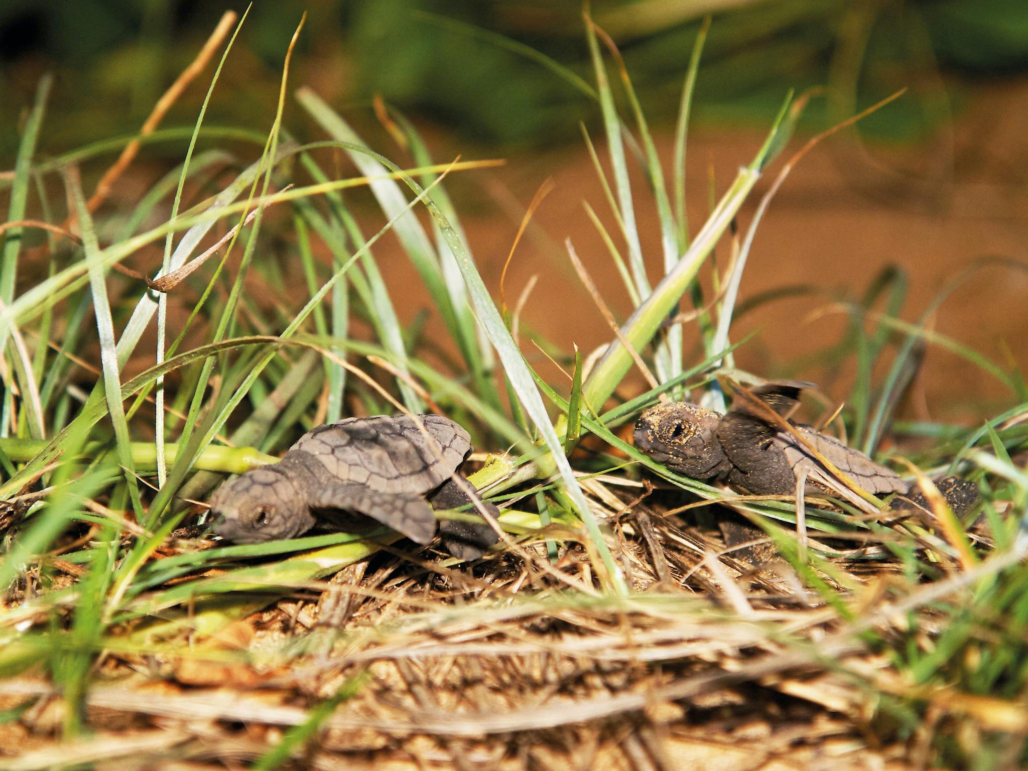 Hatchlings