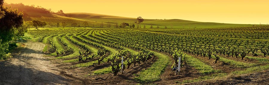 Iconic Barossa Valley Experience