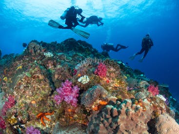 Dive Lord Howe