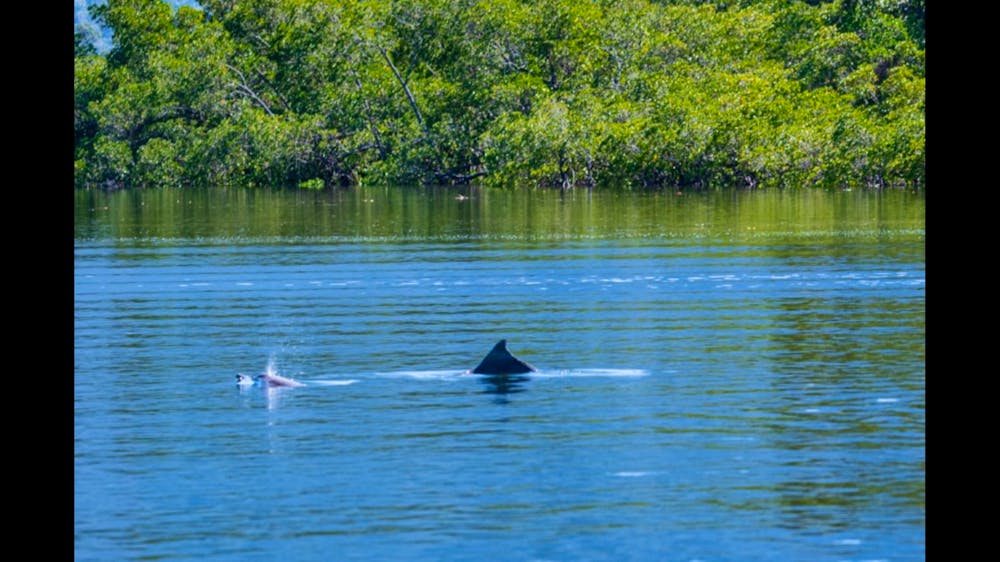 Hinchinbrook Eco Experience