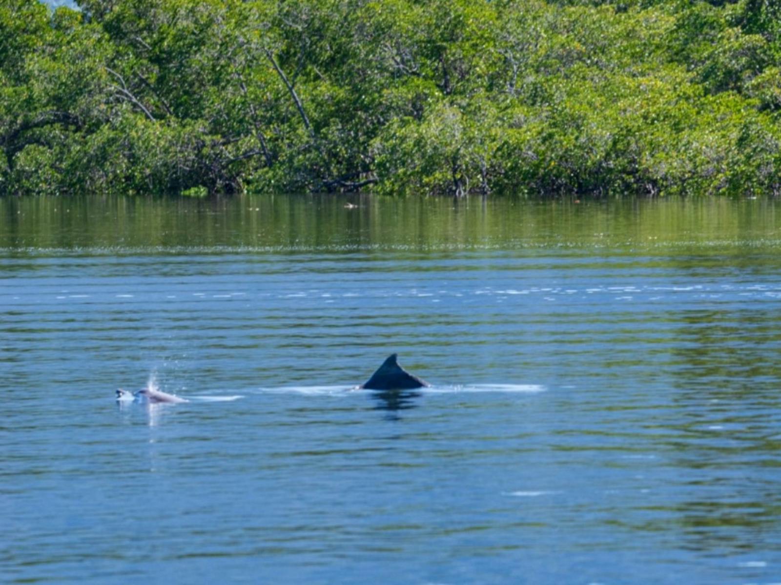 Our local Snubfin River Dolphins are always a treat on our tours, endemic to the Hinchinbrook chann