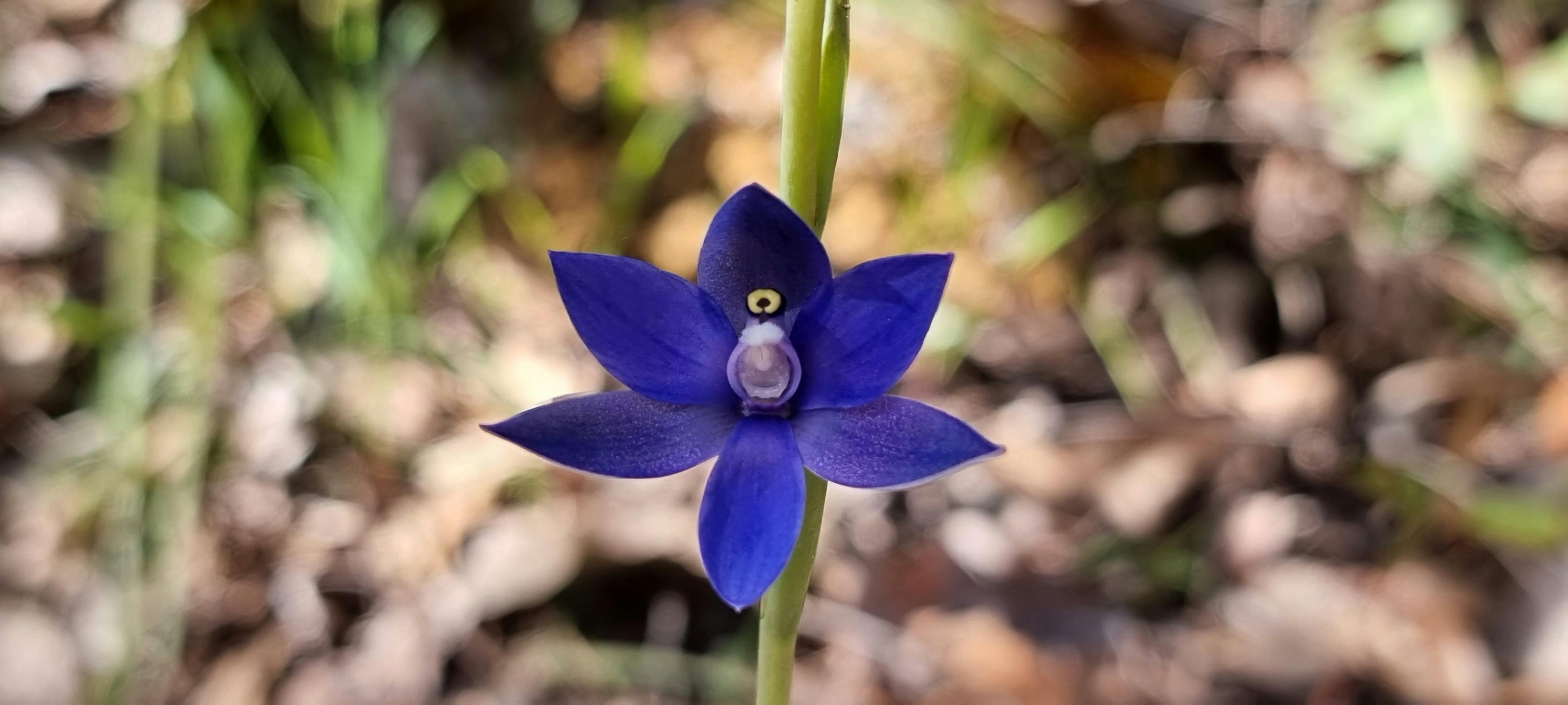 Sun Orchid