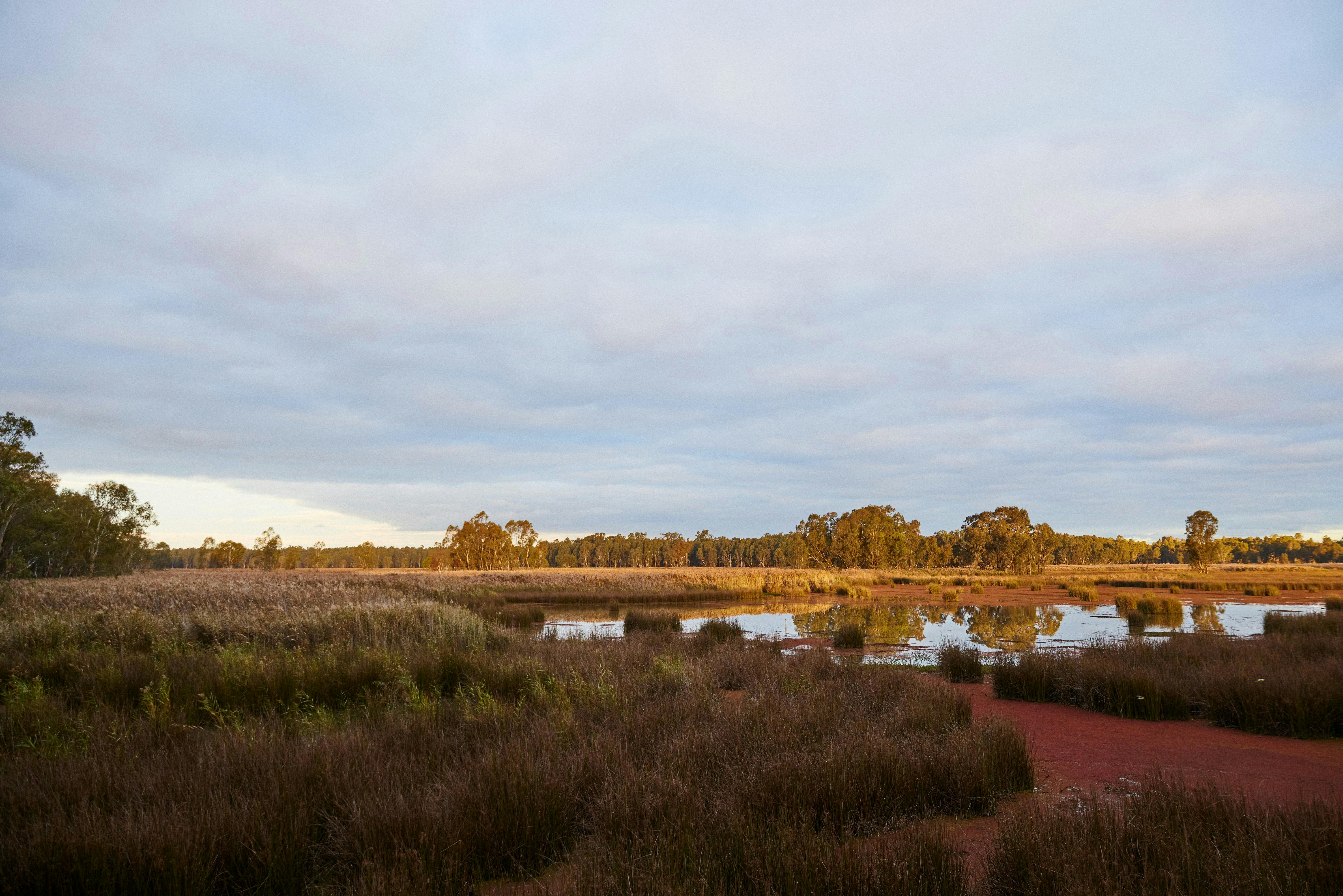 Reed Beds Bird Hide