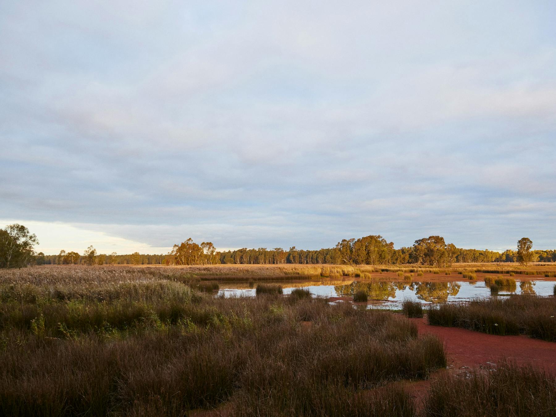 Reed Beds Bird Hide