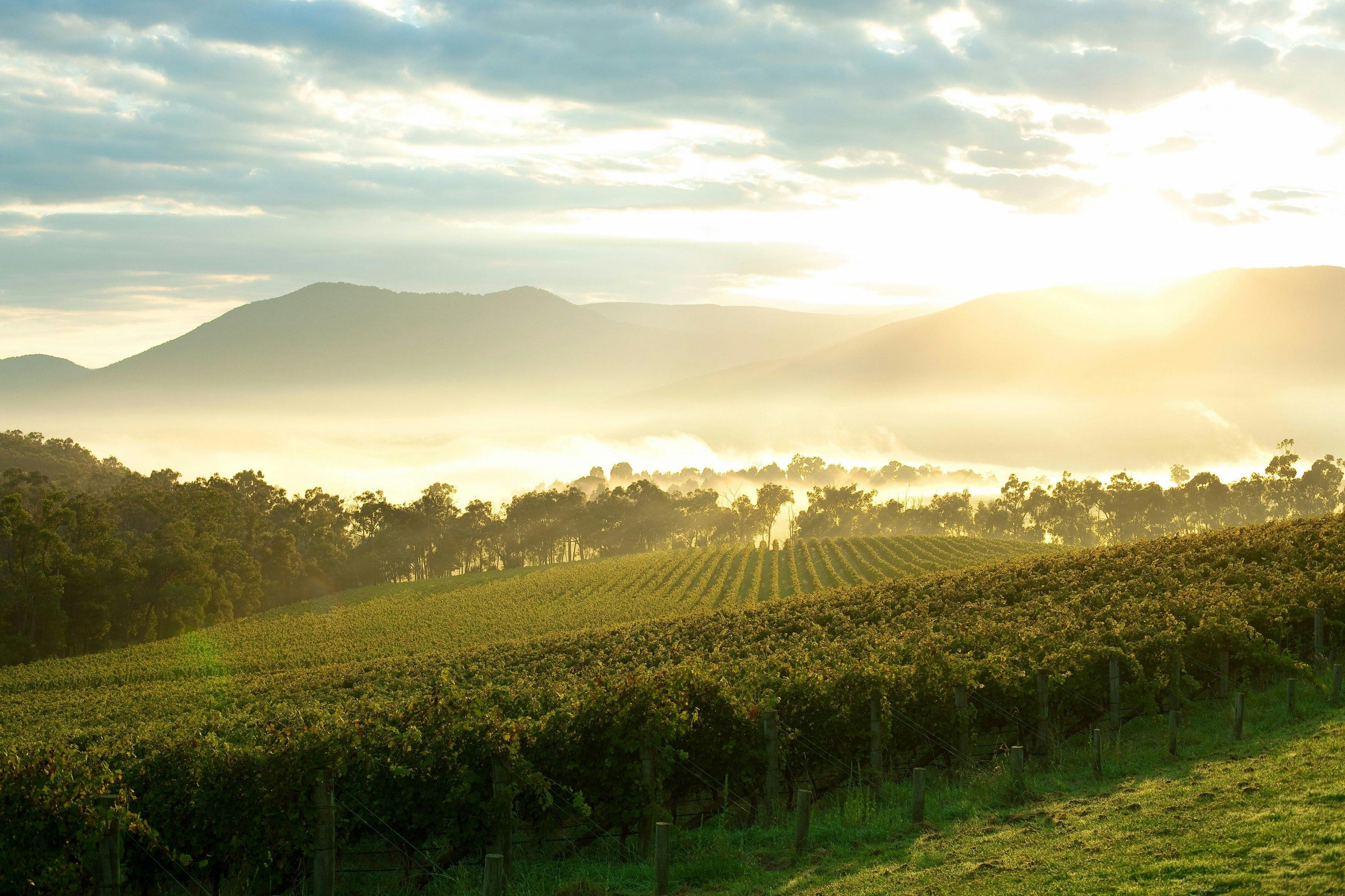 Yarra Valley Private Tour
