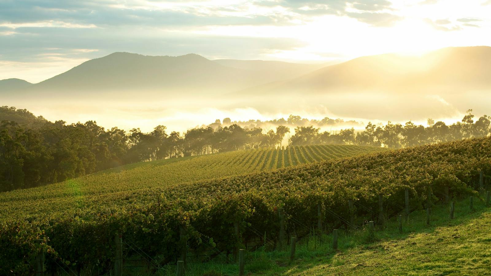 Yarra Valley Private Luxury Tour
