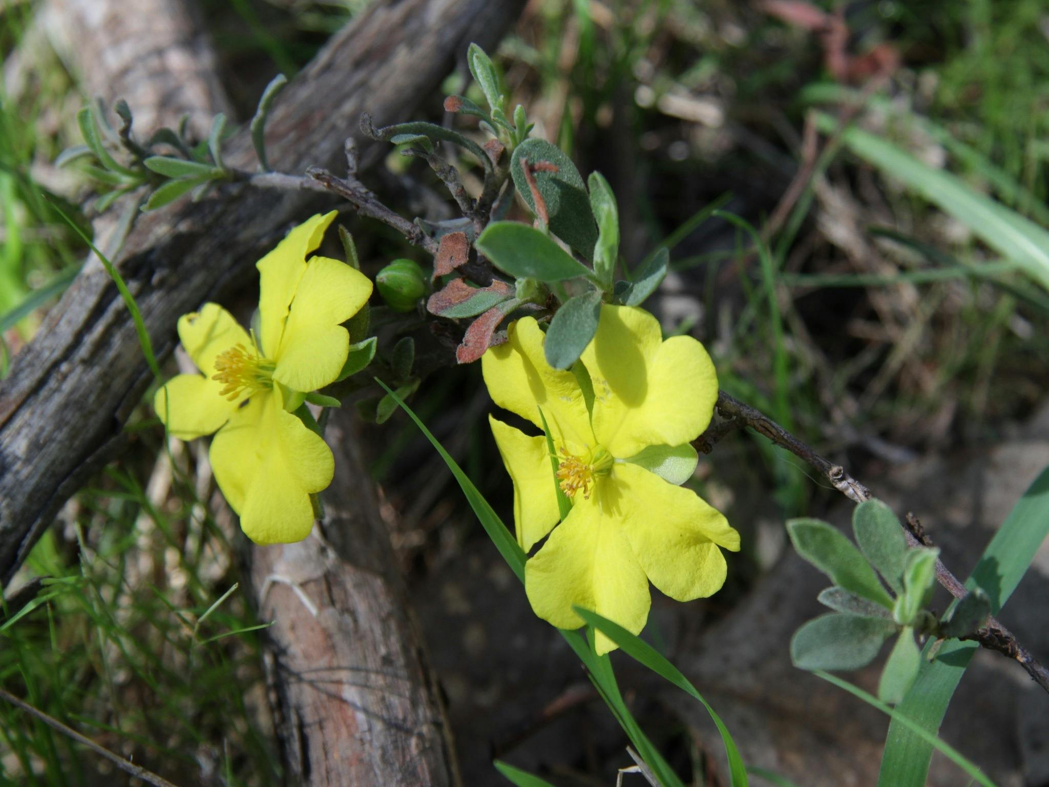 Guinea Flower Hibbertia