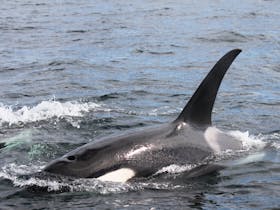 Orca can prey on other whales