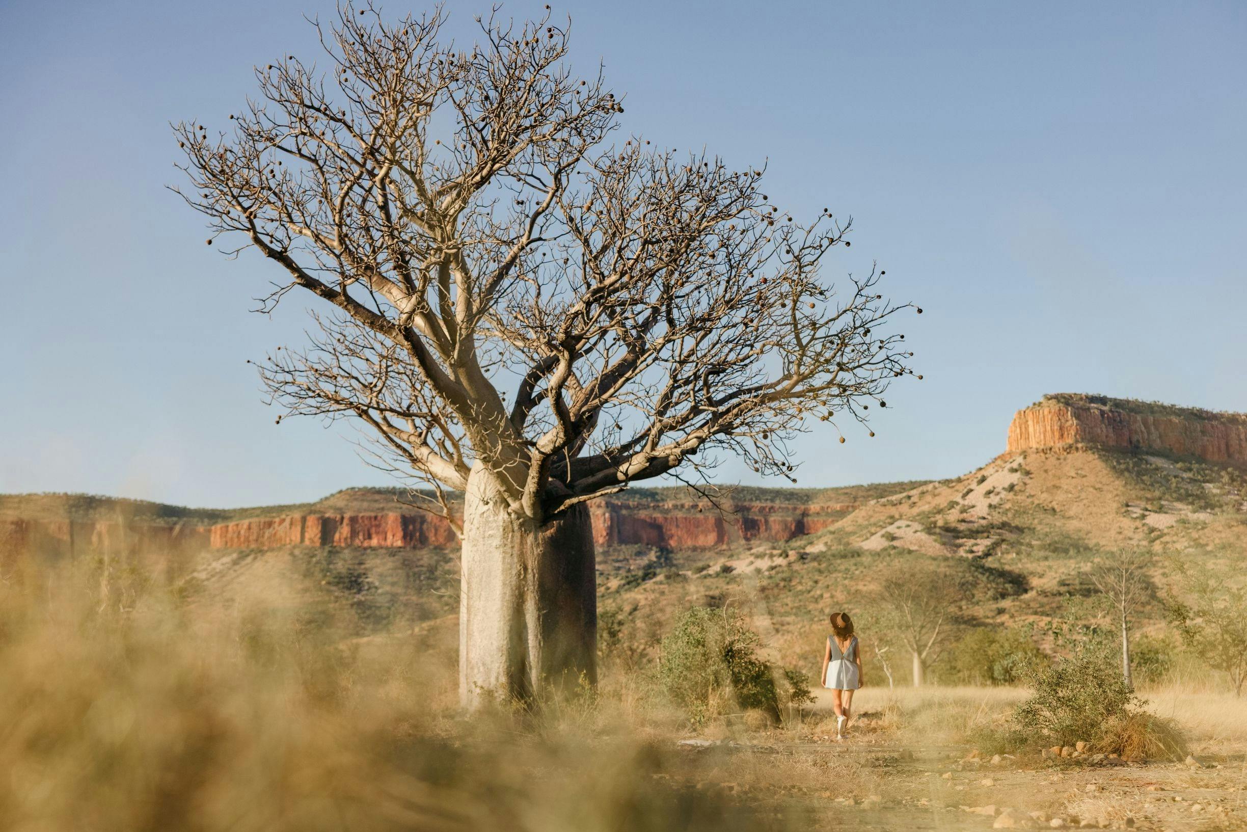 A boab tree in the Kimberley Western Australia with the Cockburn Ranges in the background