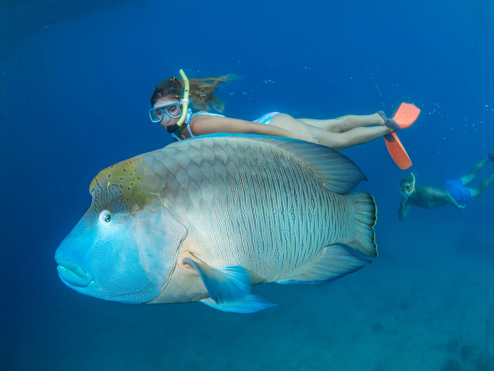 snorkeller and maori wrasse snorkeller and maori wrasse