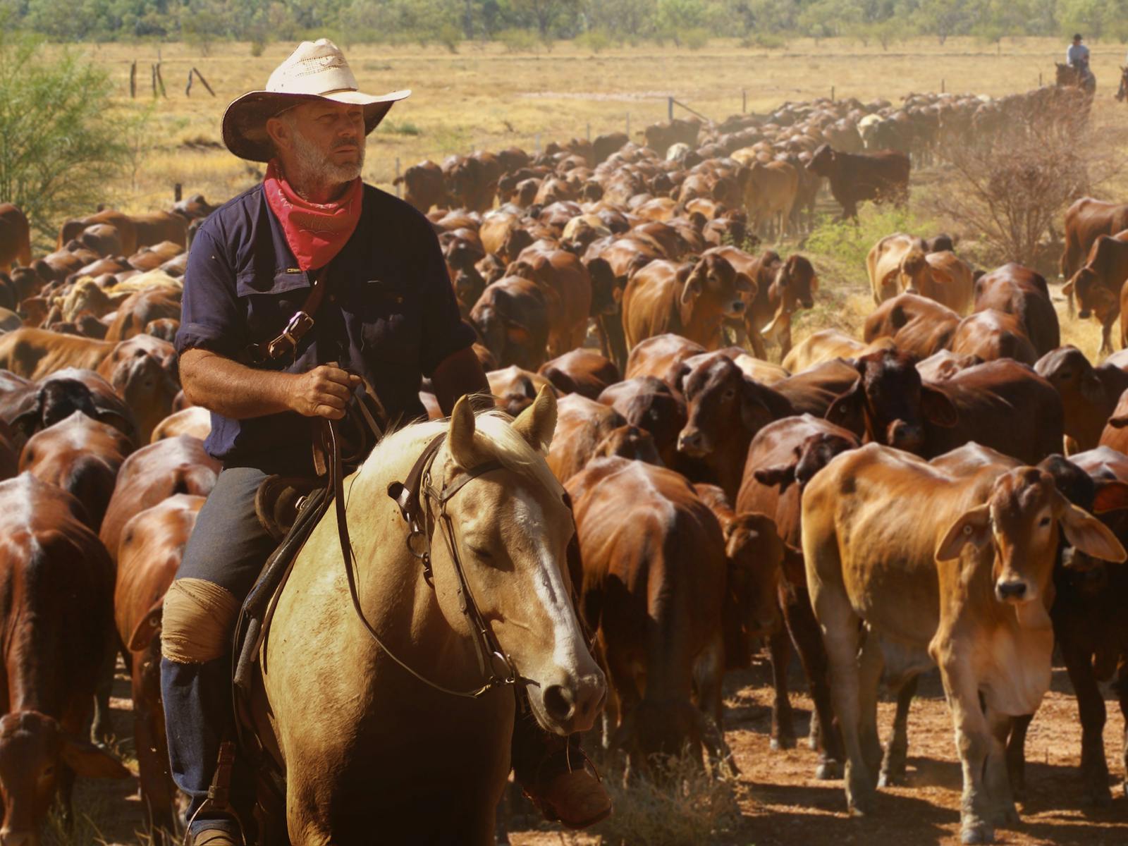 Image for Harry Redford Cattle Drive